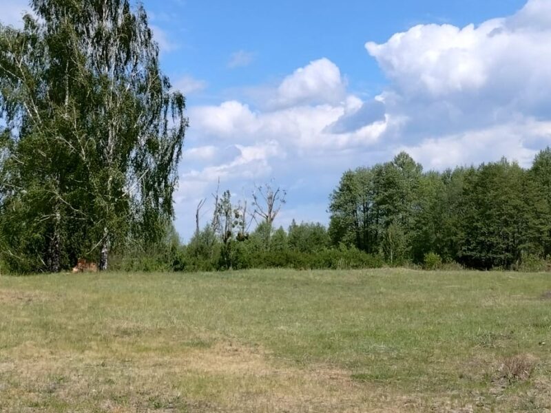 Działka budowlana 3000 m² – Kazuń Bielany, blisko Warszawy