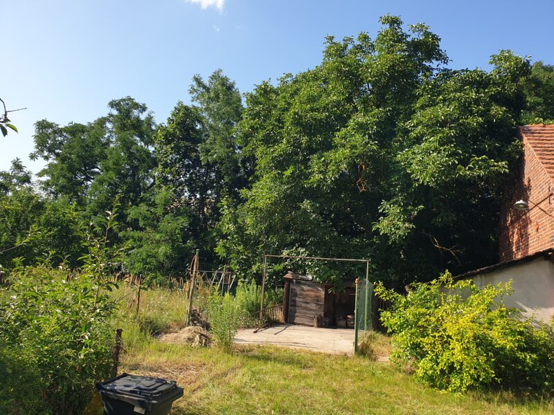 Przestronny dom 188 m² z działką 1749 m² i zabudowaniami gospodarczymi | Krosno Odrzańskie