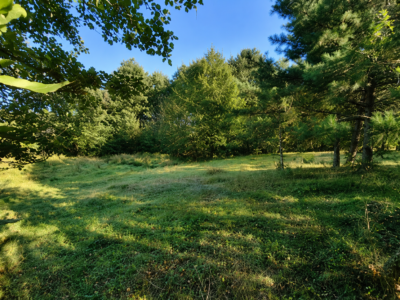 Działka 2300 m² Stefanów | lasy, Pilica, stare drzewa, asfalt i media