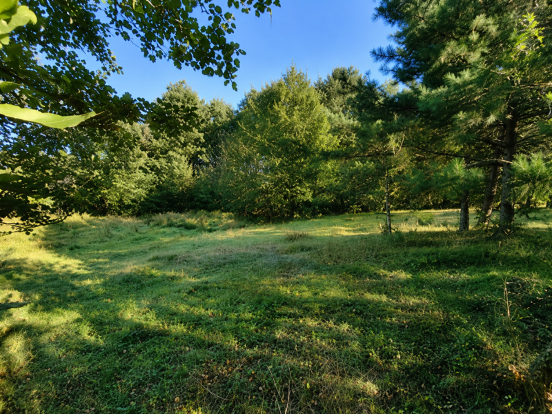 Działka 2300 m² Stefanów | lasy, Pilica, stare drzewa, asfalt i media