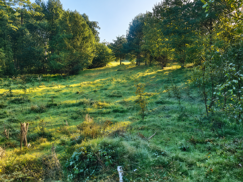 Działka 2300 m² Stefanów | lasy, Pilica, stare drzewa, asfalt i media